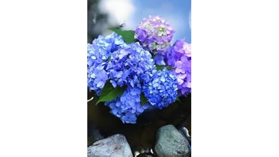 The image shows vibrant, blooming Endless Summer hydrangeas, hinting at the best-selling fertilizers for continued growth.