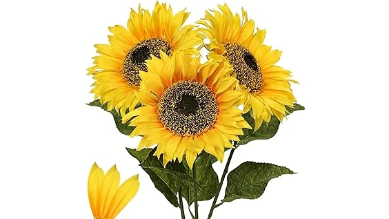 The image shows a vibrant collection of potted full sun flowers, showcasing popular choices for container gardening.
