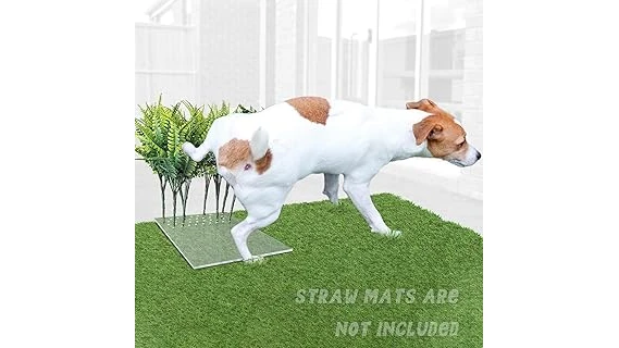 Best Selling 10 Grass to Plant for Dogs