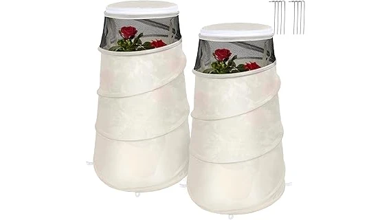Best Selling 10 Ground Cover for Roses