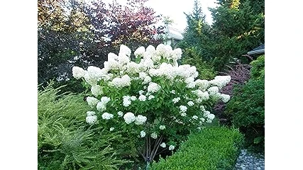 The image shows a vibrant cluster of blooming hydrangeas perfect for afternoon sun gardens.