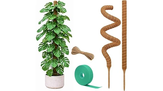 The image shows a lush philodendron plant growing upwards on a moss pole.