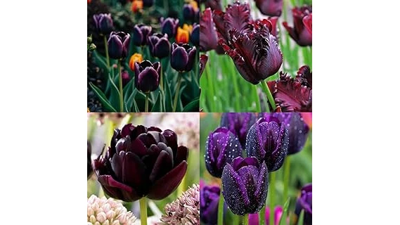 Best Selling 10 Perennials for Part Shade