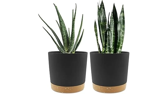 The image shows a collection of stylish planters, highlighting the best selling options for snake plants.