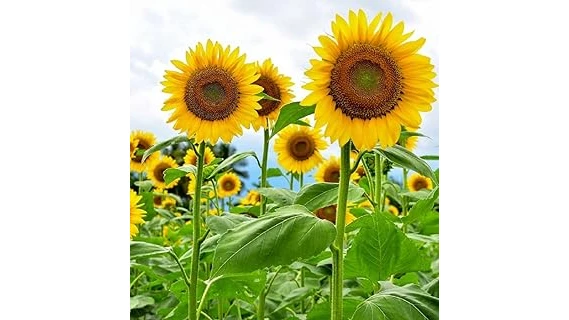 The image shows a colorful collection of popular container plants thriving in bright sunlight.