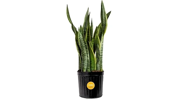The image shows a vibrant collection of popular houseplants, perfect for improving indoor air quality.