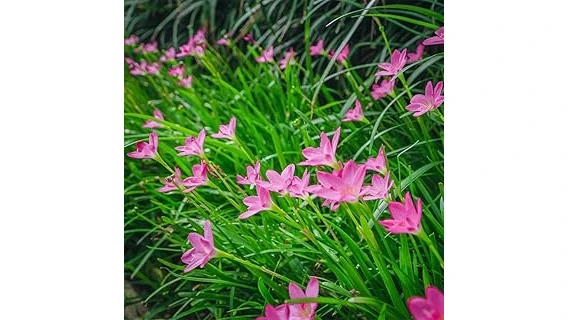 Best Selling 10 Plants for Rain Garden