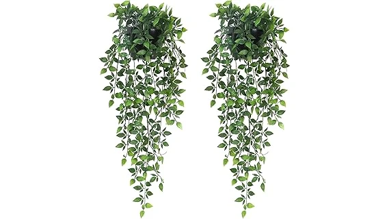 Best Selling 10 Plants for Rock Walls