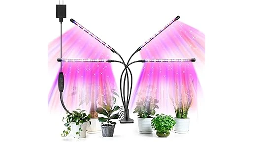 Best Selling 10 Plants for Very Low Light