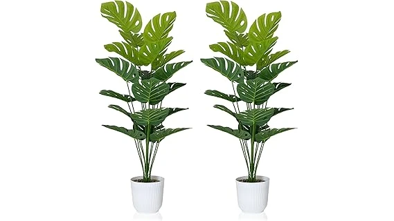 The image shows a variety of popular houseplants, perfect for any room in your home.