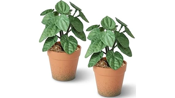 The image shows a vibrant collection of popular office plants, highlighting best-selling choices for indoor spaces.