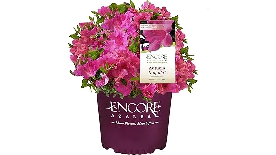 The image shows an assortment of healthy, leafy shrubs thriving in dappled sunlight, perfect for part shade.