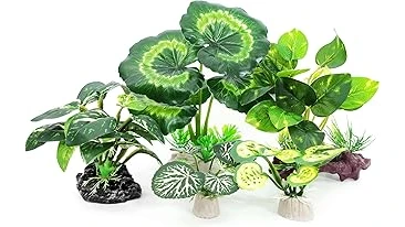 The image shows a collection of lush, small terrarium plants perfect for a vibrant miniature garden display.