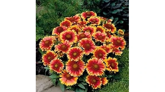 The image shows vibrant, blooming flowers in a garden, likely some of the Best Selling 6 Flowering Plants for Full Sun.