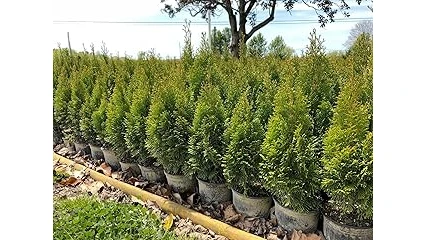 The image shows tall, lush green trees providing excellent privacy in a garden setting.