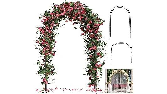 Most Popular 10 Climbing Roses for Arches