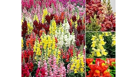 Most Popular 10 Flowering Perennials for Full Sun