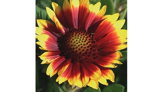 Most Popular 10 Flowers for Hot Sun