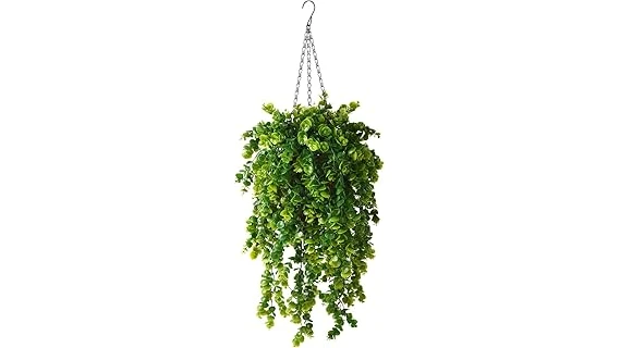 Most Popular 10 Hanging Plants for Full Sun