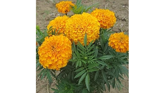 The image shows vibrant marigolds, highlighting popular choices for a productive vegetable garden.