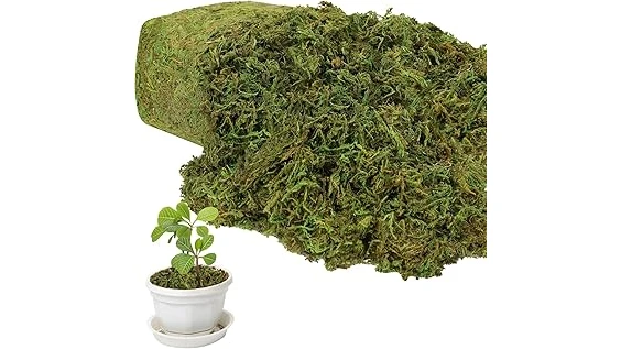 Most Popular 10 Moss for Indoor Plants