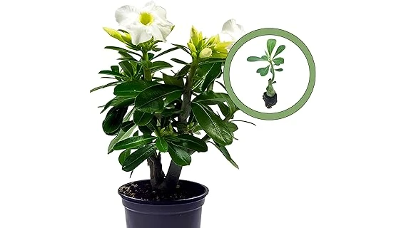 The image shows a vibrant collection of succulents and cacti, highlighting popular plants for desert heat.