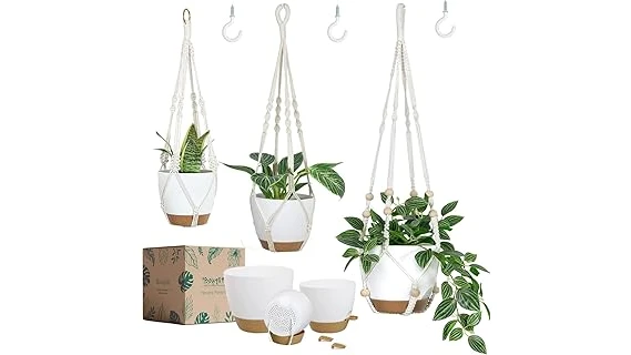 The image shows a collection of lush, vibrant plants arranged beautifully in various hanging planters.