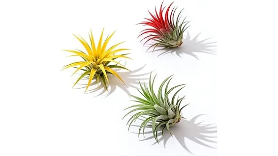 Most Popular 10 Plants for Purifying Air
