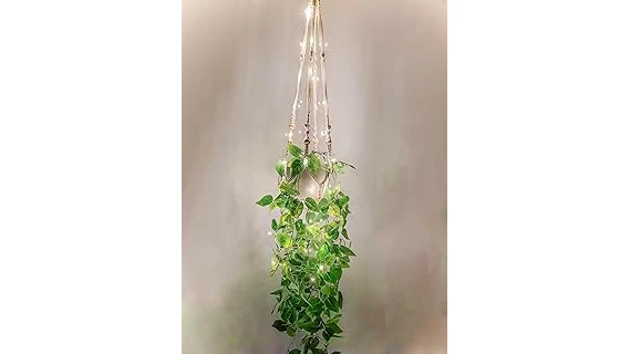 The image shows a variety of popular bedroom plants, perfect for the Most Popular 10 Plants list.