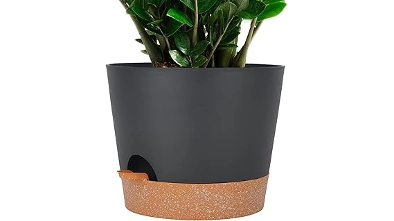 Most Popular 10 Pot for Avocado Tree