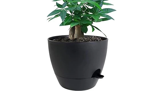 The image shows a healthy banana plant thriving in a decorative pot, ideal for popular choices.