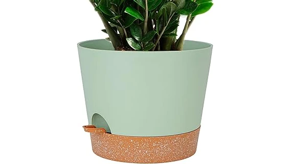 This image shows a stylish white ceramic pot holding a healthy fiddle leaf fig plant.