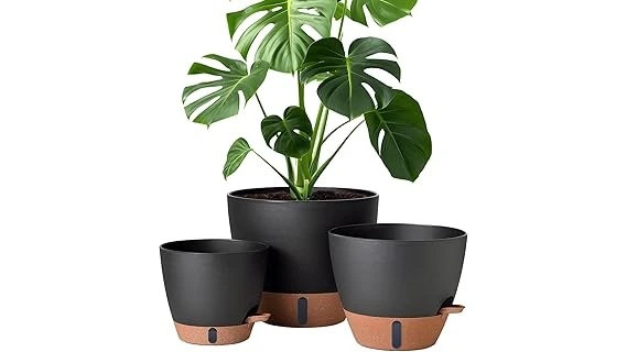 This image shows various stylish pots ideal for displaying popular Monstera plants.