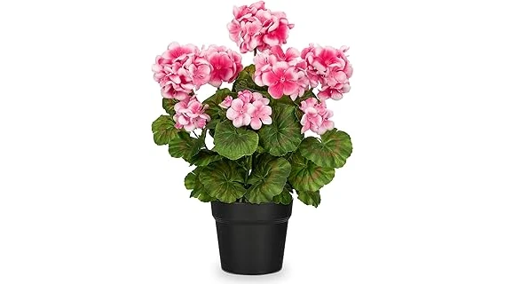 Most Popular 10 Potted Flowers for Full Sun