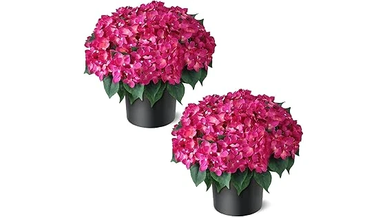 Most Popular 10 Rose Bushes for Front of House