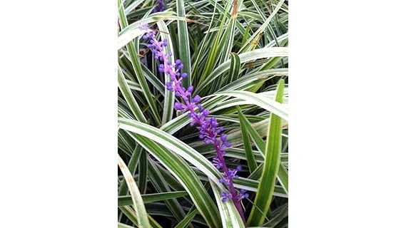 This image shows a variety of beautiful shrubs suitable for partial shade gardens.