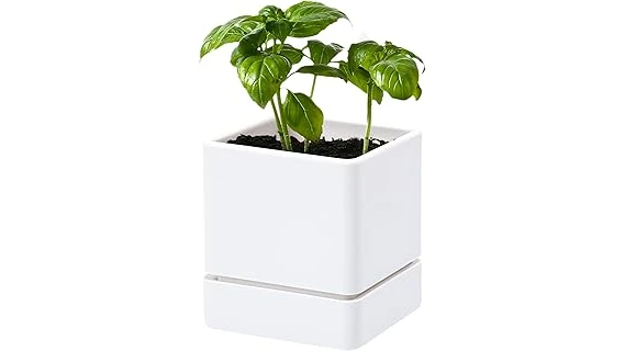 Most Popular 10 Size Pot for Basil Plant