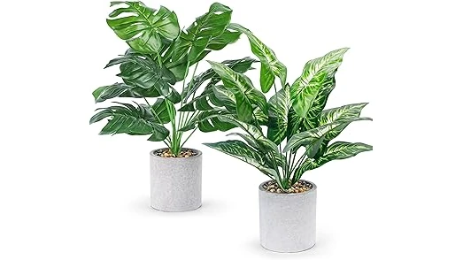 Most Popular 10 Tropical Plants for Indoors