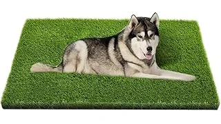 The image shows a lush green backyard with a happy dog playing, perfect for the Most Popular 10 Turf Grass for Dogs.