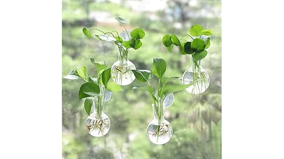 Most Popular 10 Window Facing for Plants
