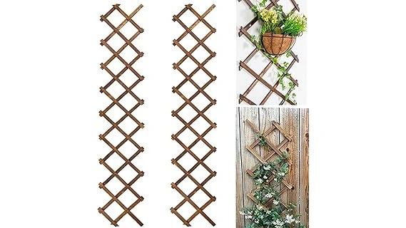 The image shows two vibrant purple Clematis plants blooming beautifully in full sun.