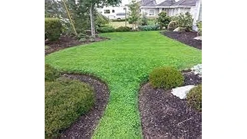 Most Popular 4 Micro Clover for Lawns