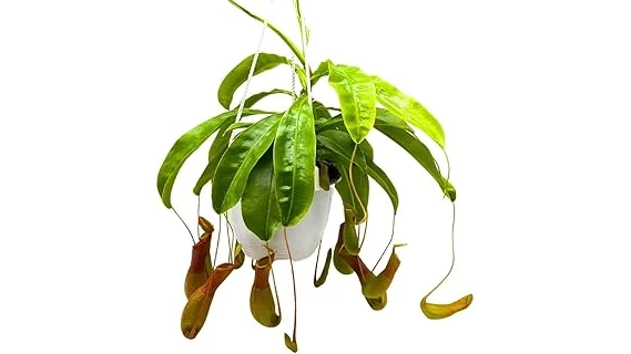 The image shows a vibrant Venus flytrap displaying its iconic trapping mechanism, perfect for indoor gardens.