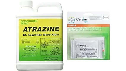 This image shows a St. Augustine grass lawn being treated for chinch bugs with a killer product.