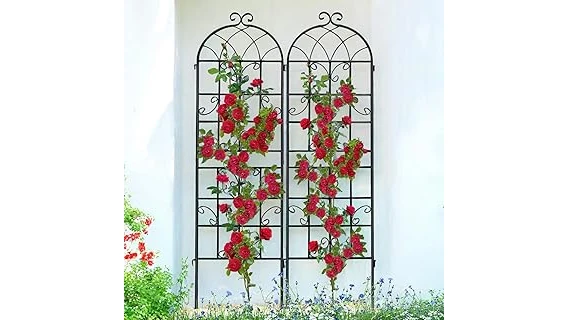 The image shows beautiful climbing roses blooming vibrantly in a shaded garden setting.