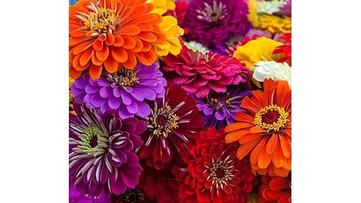 The image shows a vibrant garden bed overflowing with colorful perennials, perfect for full sun.