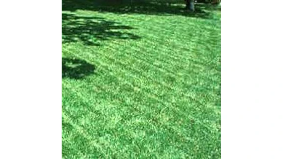 The image shows lush, green grass thriving in a shaded garden, perfect for cool season shade.