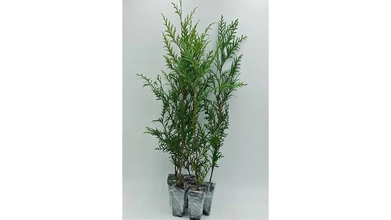 Top 10 Fast Growing Evergreen Trees for Privacy