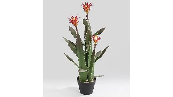 This image shows a colorful cactus blooming indoors, perfect for a Top 10 Flowering Cactus for Indoors list.