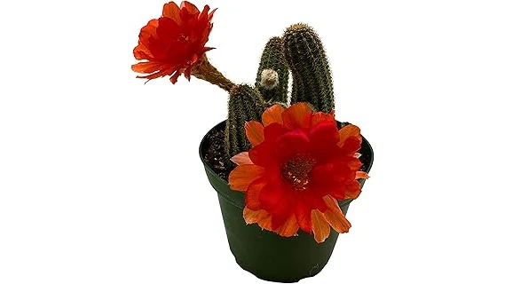 The image shows a beautiful flowering cactus, ideal for indoor display in a top 10 list.